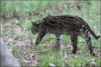 Affection de l'oeil, empêchant de distinguer les couleurs !