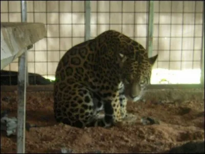 Papillon nocturne à ailes blanchâtres, ocre ou pourpres, suivant les espèces, très commun !