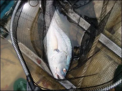 Personne au crâne terminé en pointe !