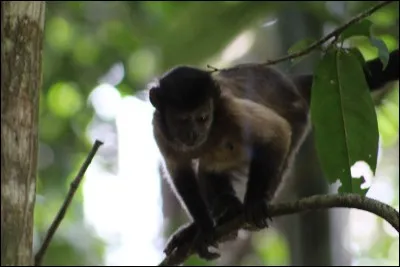 Entaille, en forme de dent, faite sur des pièces de bois, de façon à les assembler !