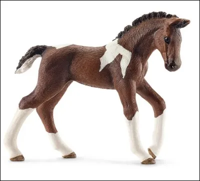 Ce poulain ressemble à son papa.