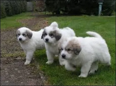Grosses lignes de fond, auxquelles sont attachées des lignes plus petites, munies d'hameçons : pa...