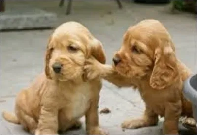 Cette algue brune aux feuilles formant un éventail est commune en Méditerranée : pa...
