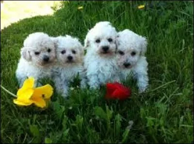 Ce sont les pièces de bois armant un torchis : pa...