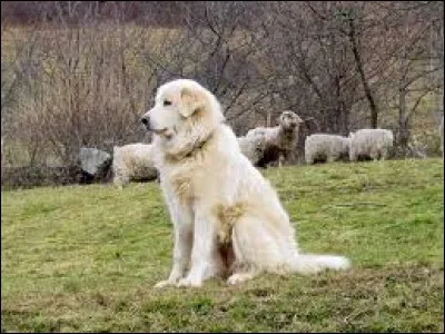Instruments servant à assouplir les peaux : pa...