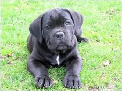 Dans la tradition des chansons de geste, c'était l'un des douze seigneurs de la suite de Charlemagne : pa...