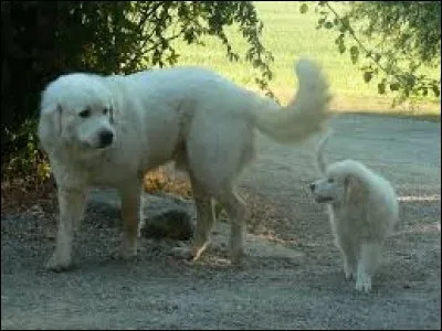 Spécialité culinaire provençale à base de pois chiches : pa...