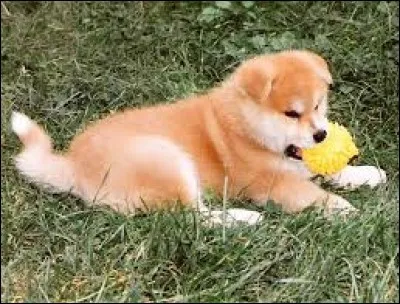 Synonyme de noix de pécan : pa...