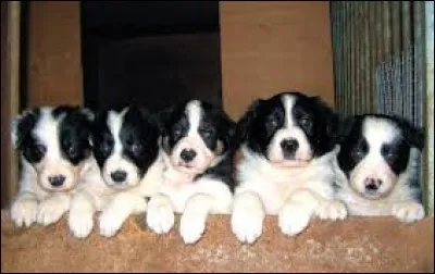 Riz non décortiqué et non traité dont les cultures sont le plus souvent répandues en Asie : pa...