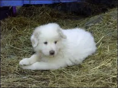 Relatif au Pô, fleuve de l'Italie du Nord : pa...