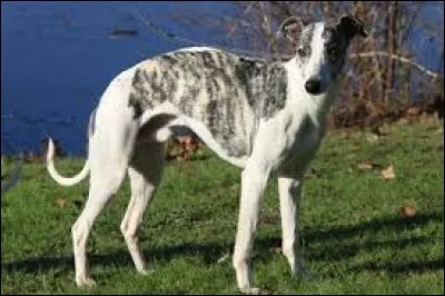 Ce poisson est consommé sous le nom de daurade : pa...