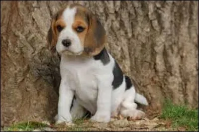 C'était une circonscription territoriale rurale à l'époque gallo-romaine : pa...