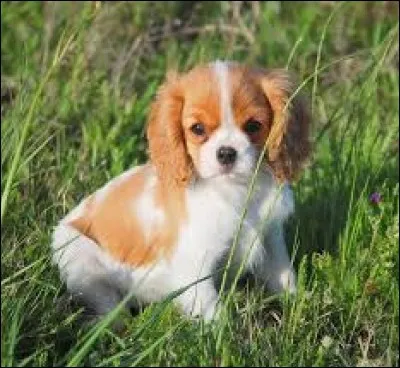 Drap noir très fin fabriqué à Sedan, appelé ainsi du nom de son fabricant :