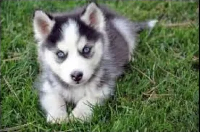 Cette raquette en bois permet la pratique de la pelote basque : pa...