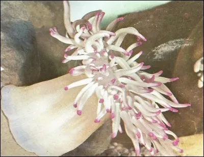 Quelle actrice française est née en 1950 ?