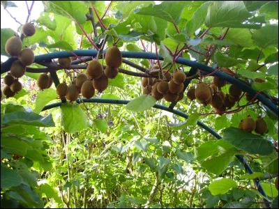 Quelle est la hauteur de la liane produisant les kiwis ?