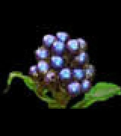 Ce fruit africain appelé ollia est connu pour être le fruit le plus...