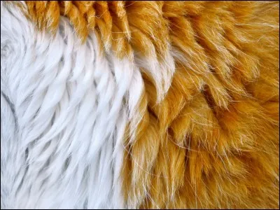 As-tu un pelage ?