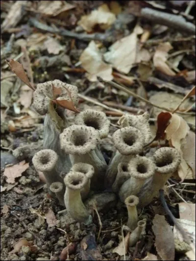 Que sont ces champignons d'automne ?