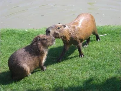 Comment s'appelle cet anctre du cochon d'Inde ?