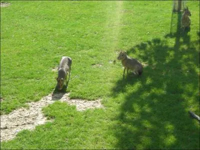 Comment s'appelle l'autre anctre du cobaye ?