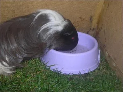 Quelle est cette race de cobaye ?