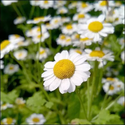 La camomille est connue pour ses effets adoucissants sur quoi ?