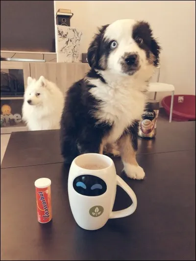 Comment s'appellent ses deux chiens ?