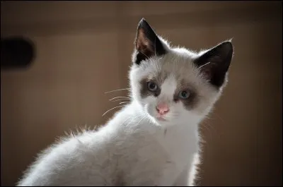 Le chat est l'animal le plus répandu sur l'île d'Oléron.