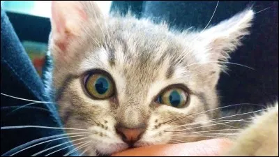 Comment s'appelle son chat ?