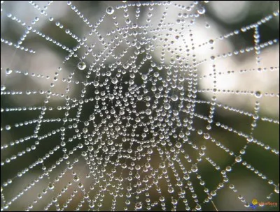 En général, en combien de temps l'araignée tisse-t-elle sa toile ?