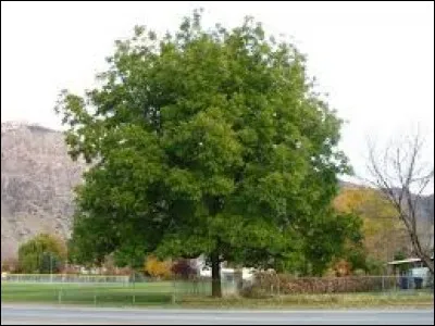 Quel est le nom de l'arbre qui produit des noix de pécan ?