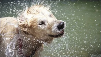 Congelé, le petit chien ______.