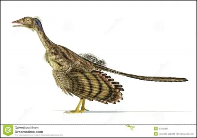 Que veut dire archeopteryx ?