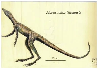 A quelle ère le marasuchus a-t-il existé ?