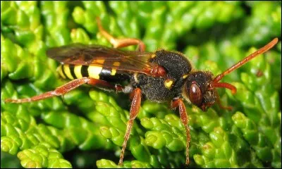 Comment se nomme cette abeille ?