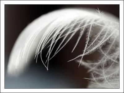 Voilà une plume du Tonnerre...