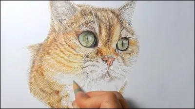 Quel est le nom français de Owlfur ?