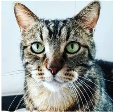 Comment s'appelle leur chat ?