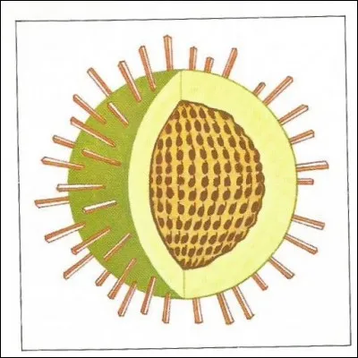 En 1918, combien de morts a fait la grippe espagnole ?