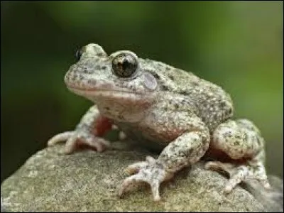 Lequel de ces objets peut être "crapaud" ?