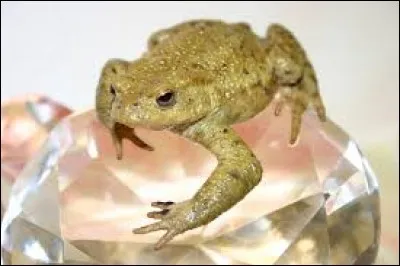 En joaillerie, qu'est-ce qu'un crapaud ?