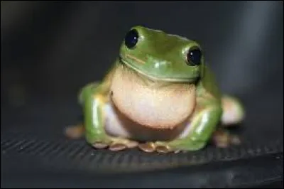Quelle marque de céréales est représentée par une grenouille ?