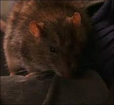 À qui appartient ce rat qui s'appelle Croûtard ?