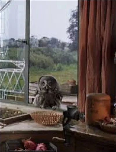 Comment s'appelle le hibou de la famille Weasley ?