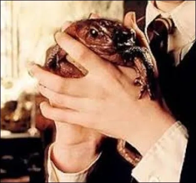 &Agrave; qui appartient ce crapaud qui s'appelle Trevor ?