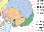 Quiz Ostologie, mdecine 2