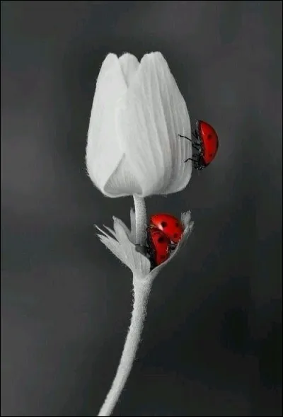 Qu'appelait-on un bonheur du jour ?