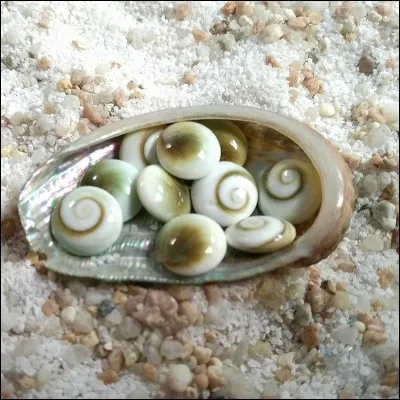 Quel est le nom de ce petit coquillage qui s'échoue sur les plages de Corse les jours de tempête, et qui est un célèbre porte-bonheur que vous pourrez faire monter en bijou ?