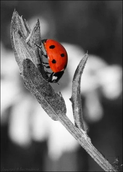 Et enfin, avant que ne mettiez la médaille de ce quiz, je vous rappelle un vieux proverbe : Qu'est-ce qui ne fait pas le bonheur ?